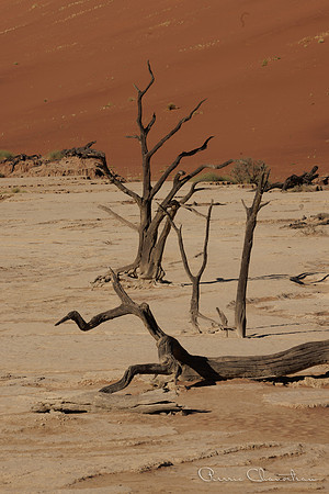Namibia-140-20220610_32A8654