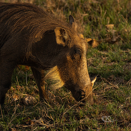 Warthog - Mabula - South Africa