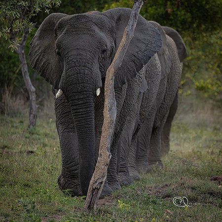 Elephants - Mabula - South Africa