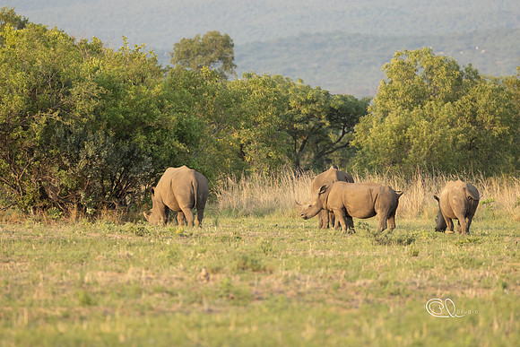 Rhinoceros - Mabula - South Africa