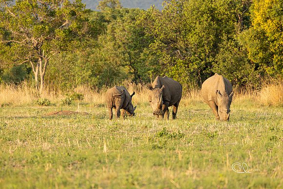 Rhinoceros - Mabula - South Africa