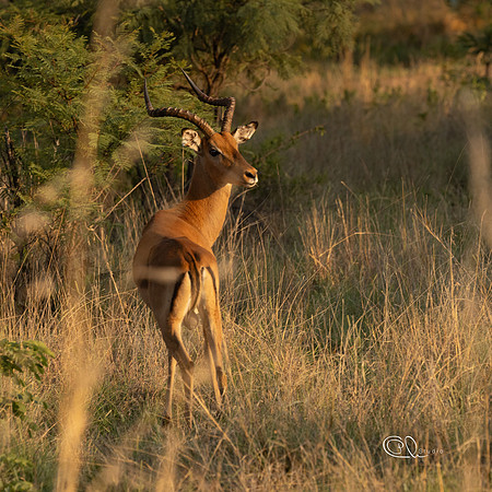 Impala - Mabula - South Africa