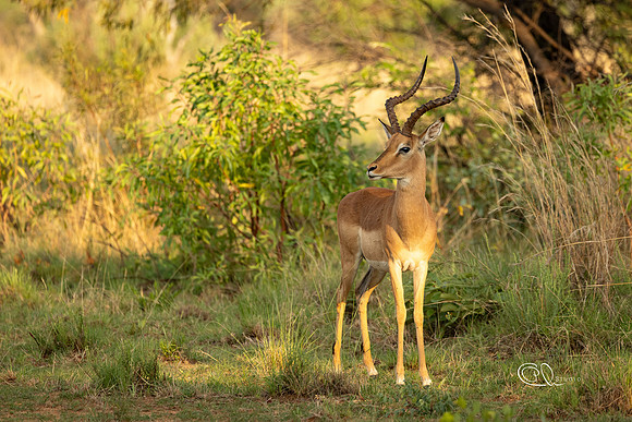 Impala - Mabula - South Africa