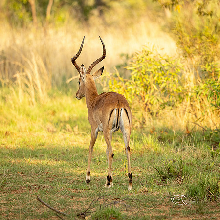 Impala - Mabula - South Africa