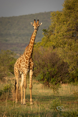 Girafe - Mabula - South Africa