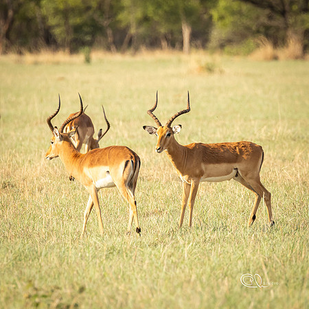 Impalas - Mabula - South Africa