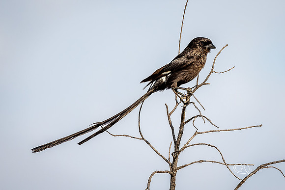 Cornivelle Noire & Blanc - Mabula - South Africa