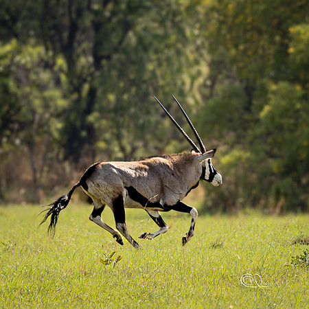 Oryx - Mabula - South Africa
