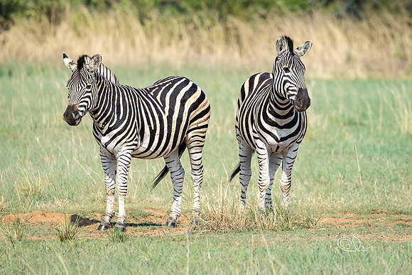 Zebras - Mabula - South Africa