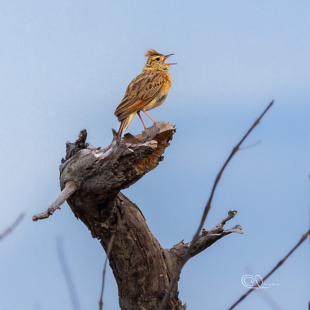 African Pipit - Mabula - South Africa