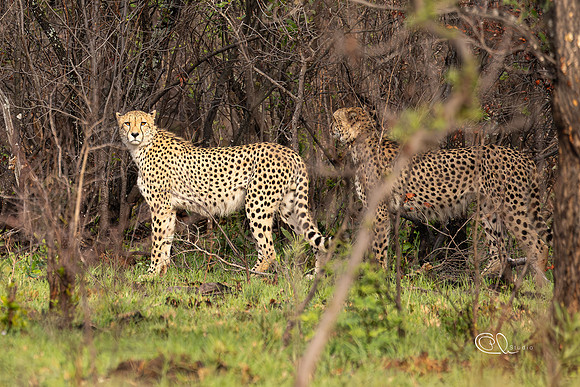 Guépards - Mabula - South Africa