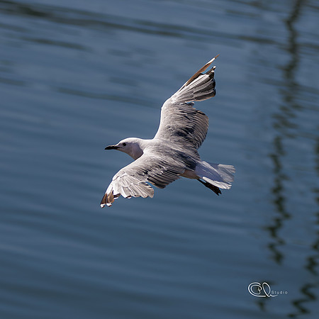 Mouette - Cape Town - South Africa
