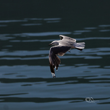 Mouette - Cape Town - South Africa