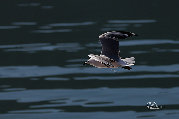Mouette - Cape Town - South Africa