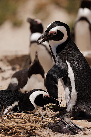 Pingouins - Cape Town - South Africa