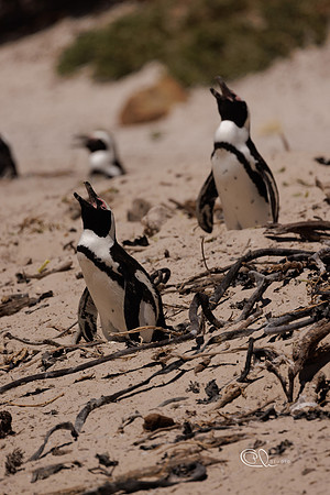 Pingouins - Cape Town - South Africa