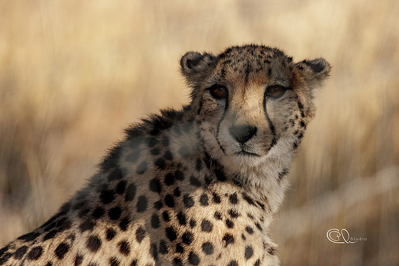 Guépard - Ebola - Namibia