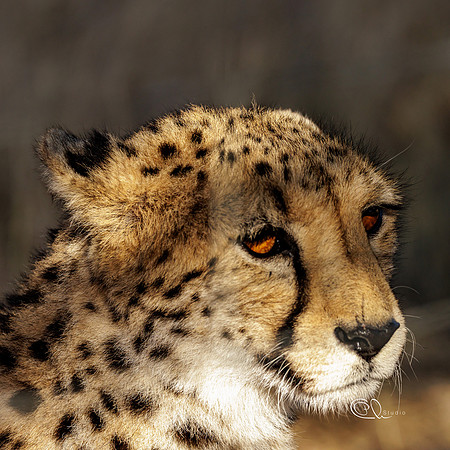 Guépard - Ebola - Namibia