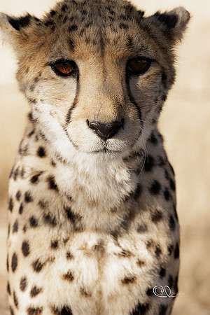 Guépard - Ebola - Namibia
