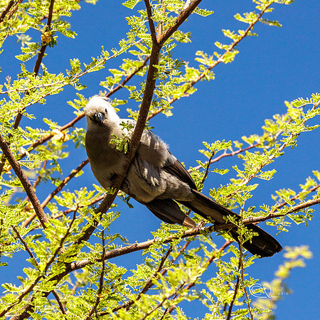 PCh - Wildlife - 032A4573