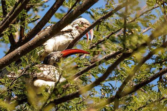 Tockus rufirostris - Hornbill - Namibia