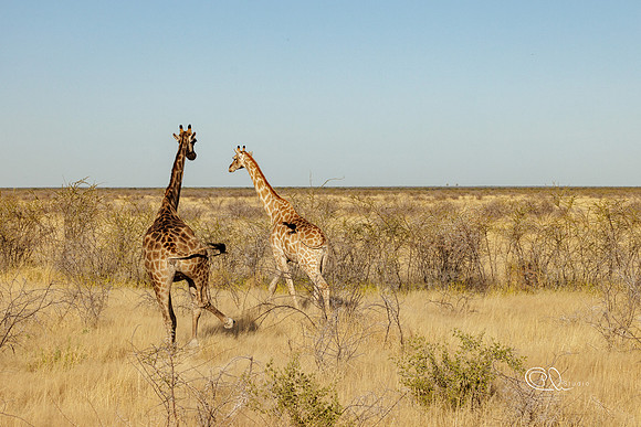 Girafes - Etosha - Namibia