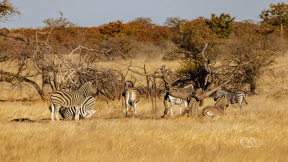 Zebras - Etosha - Namibia
