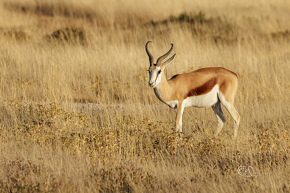 Springbox - Etosha - Namibia -
