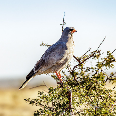 Autour Chanteur - Etosha - Namibia