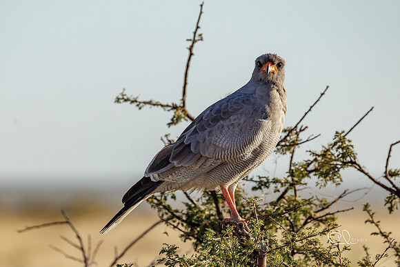 PCh - Wildlife - 032A4993