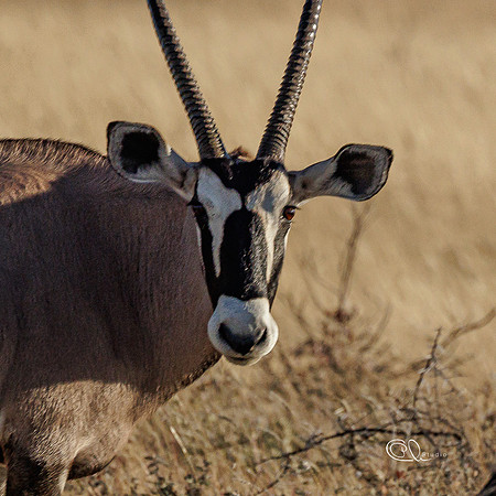 Oryx - Etosha - Namibia