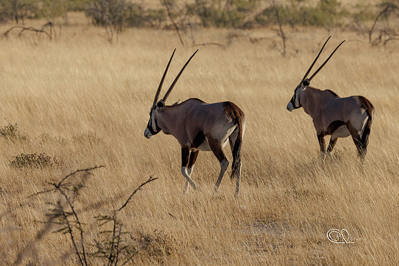 Oryx - Etosha - Namibia