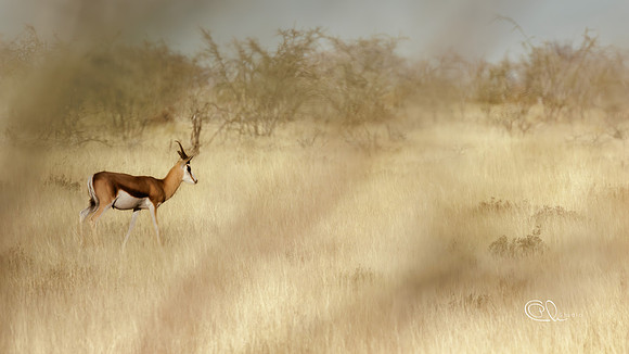 Springbox - Etosha - Namibia
