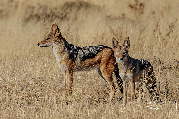 Chacals - Etosha - Namibia