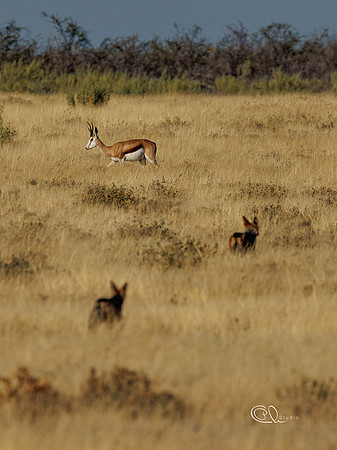 Chacals hunting Springbox - Etosha - Namibia