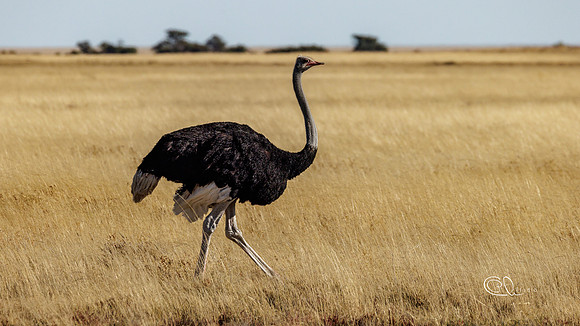 Ostrich - Etosha - Namibia