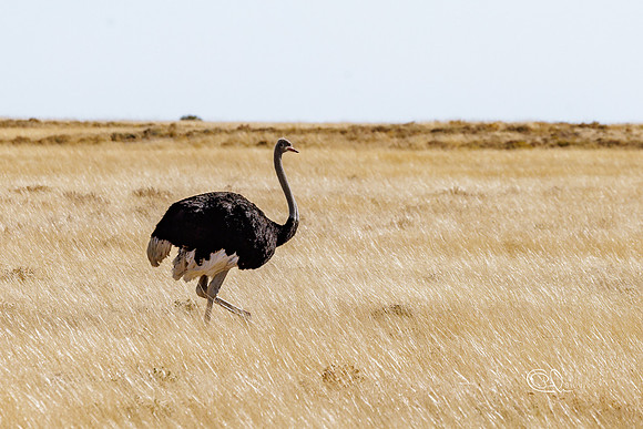 Ostrich - Etosha - Namibia