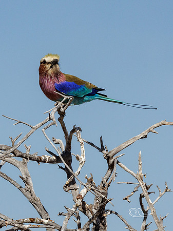 Rollier à longs brins - Etosha - Namibia