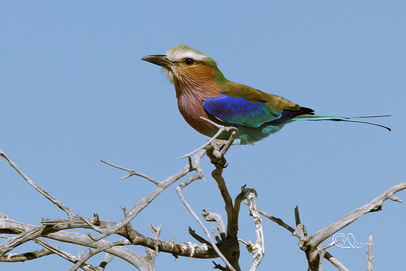 Rollier à longs brins - Etosha - Namibia