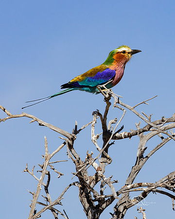 Rollier à longs brins - Etosha - Namibia