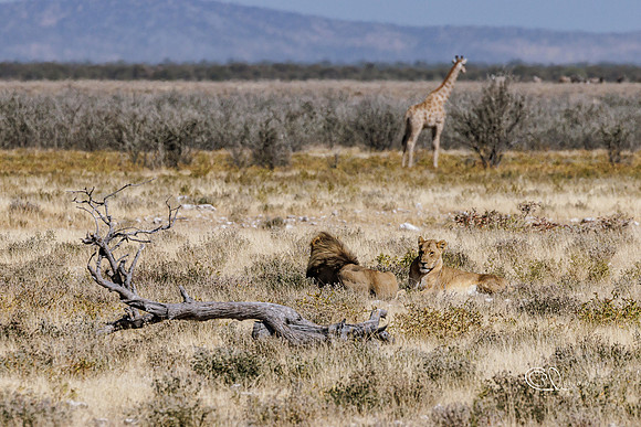 Lions couple - Etosha - Namibia