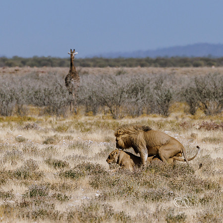 Lions copulating - Etosha - Namibia