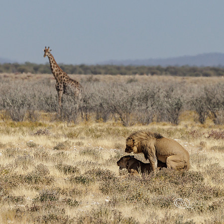 Lion's orgasm - Etosha - Namibia