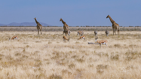 PCh - Wildlife - 032A5287