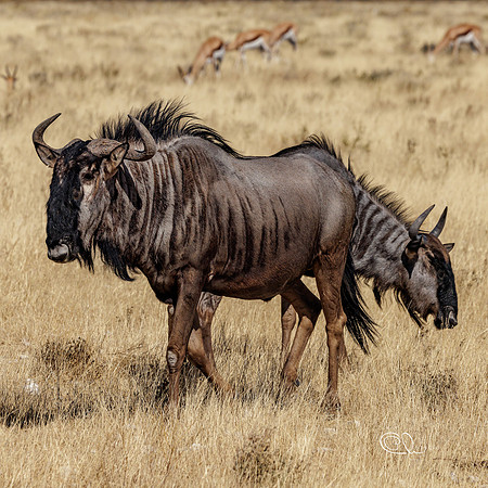 Gnou bleu - Mabula - South Africa