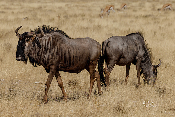 Gnou bleu - Mabula - South Africa