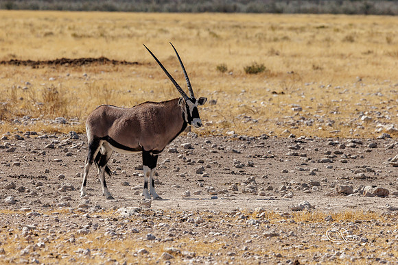 PCh - Wildlife - 032A5341