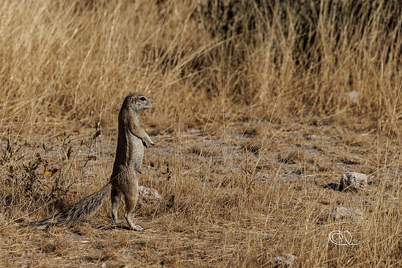 PCh - Wildlife - 032A5487