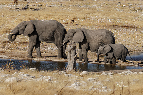 PCh - Wildlife - 032A5552
