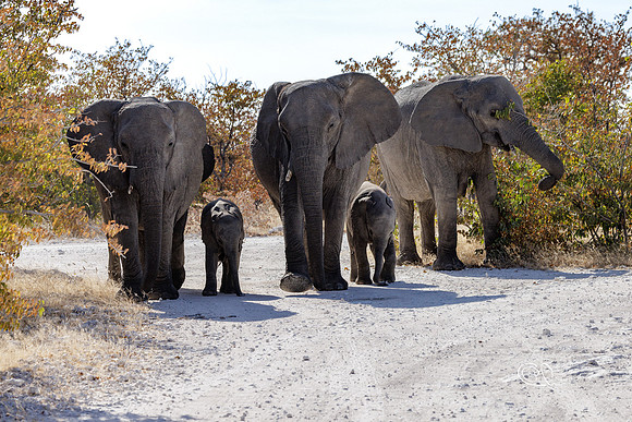 PCh - Wildlife - 032A5583